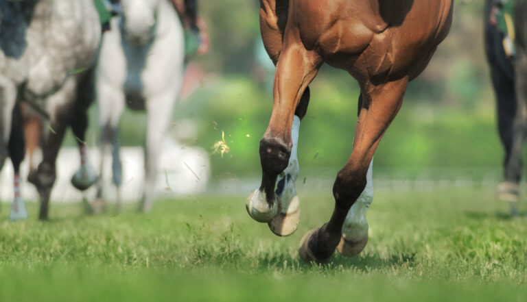 Close up of legs and hooves as race horses run at us on turf track