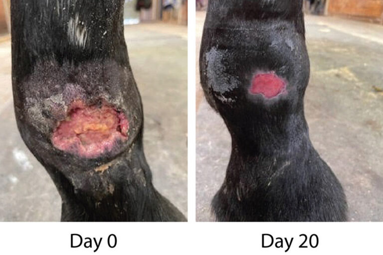 Progressive healing of a 26-year-old Warmblood gelding presented for full-thickness sloughing of the skin after a cellulitis of the right front dorsal fetlock. The wound extended 3 cm in length by 5 cm in width. Twenty days after initiation of topical amorphous silicate, the wound had contracted to 50% the original width.
