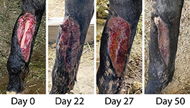Progressive healing of a 7-year-old Quarter Horse mare that presented for a laceration on the dorsomedial aspect of the right metatarsus. The extensor tendon was transected, and 15 cm of the metatarsus was exposed. Fifty days after treatment with a topical amorphous silicate, the wound had contracted to 50% the original width.