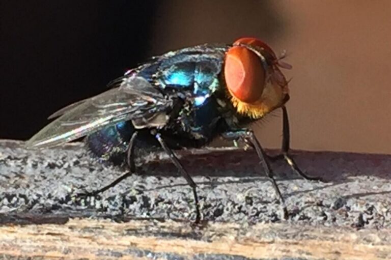 screwworm-fly-photo-by-usda_large-e1789074602149