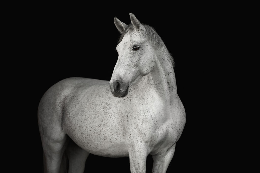Gray horse, at risk for melanoma