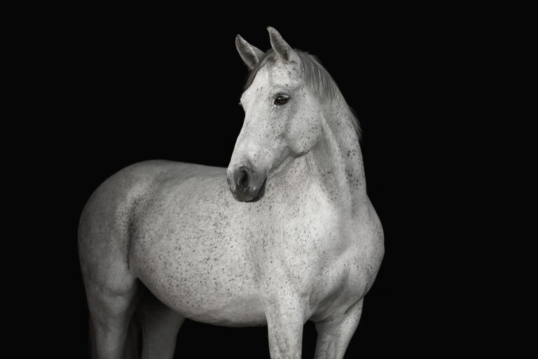 Portrait horse black background