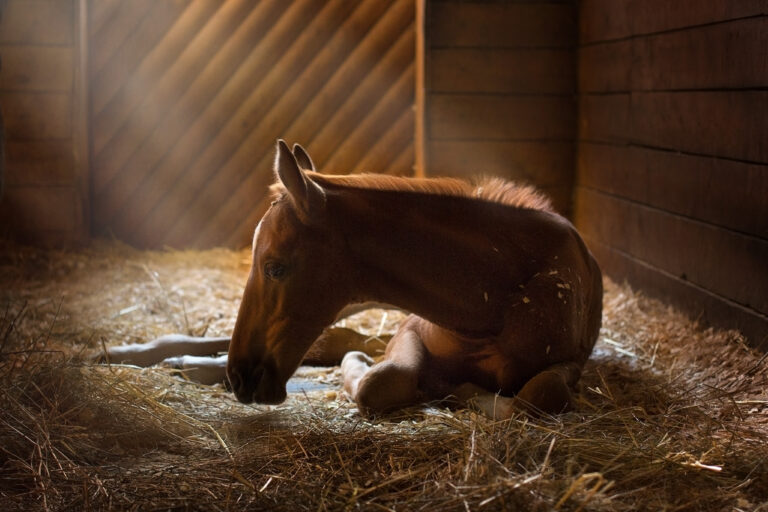 Foal rest in stall