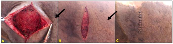 Polyamide mesh implant over the abdominal muscles. A and B: 5 x 5 centimeter polyamide mesh, implanted in equine subcutaneous tissue, fixed to the external oblique abdominal muscle (black arrow). C: Skin suture, separated simple stitches, after implantation of the polyamide mesh.