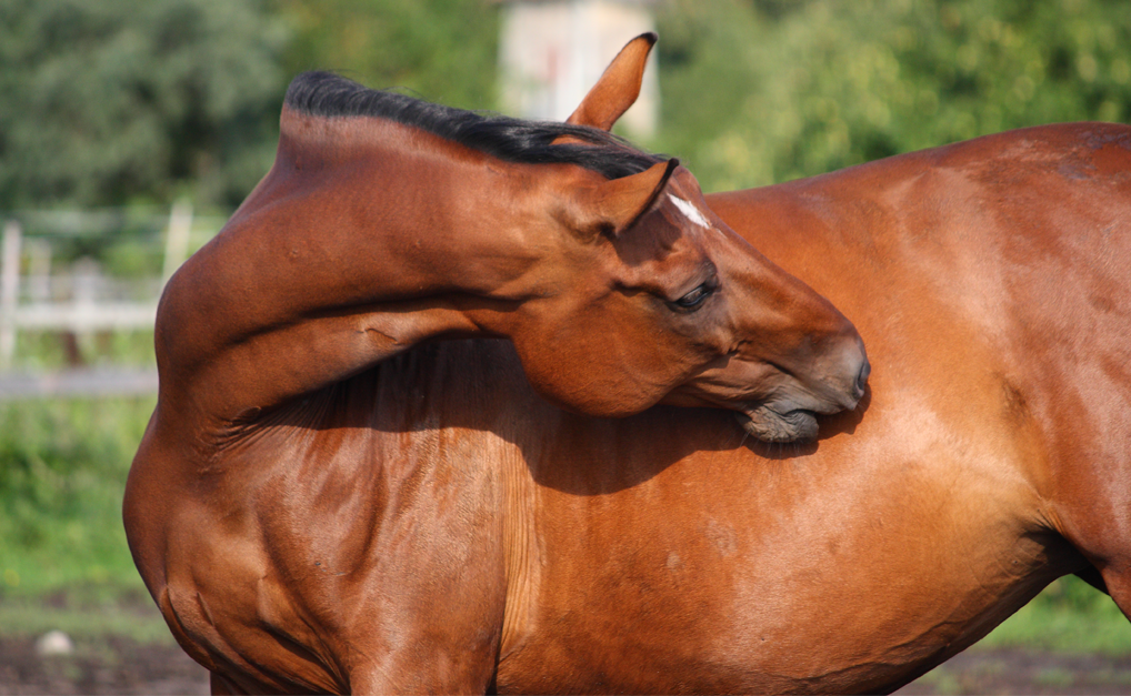 Horse biting its side