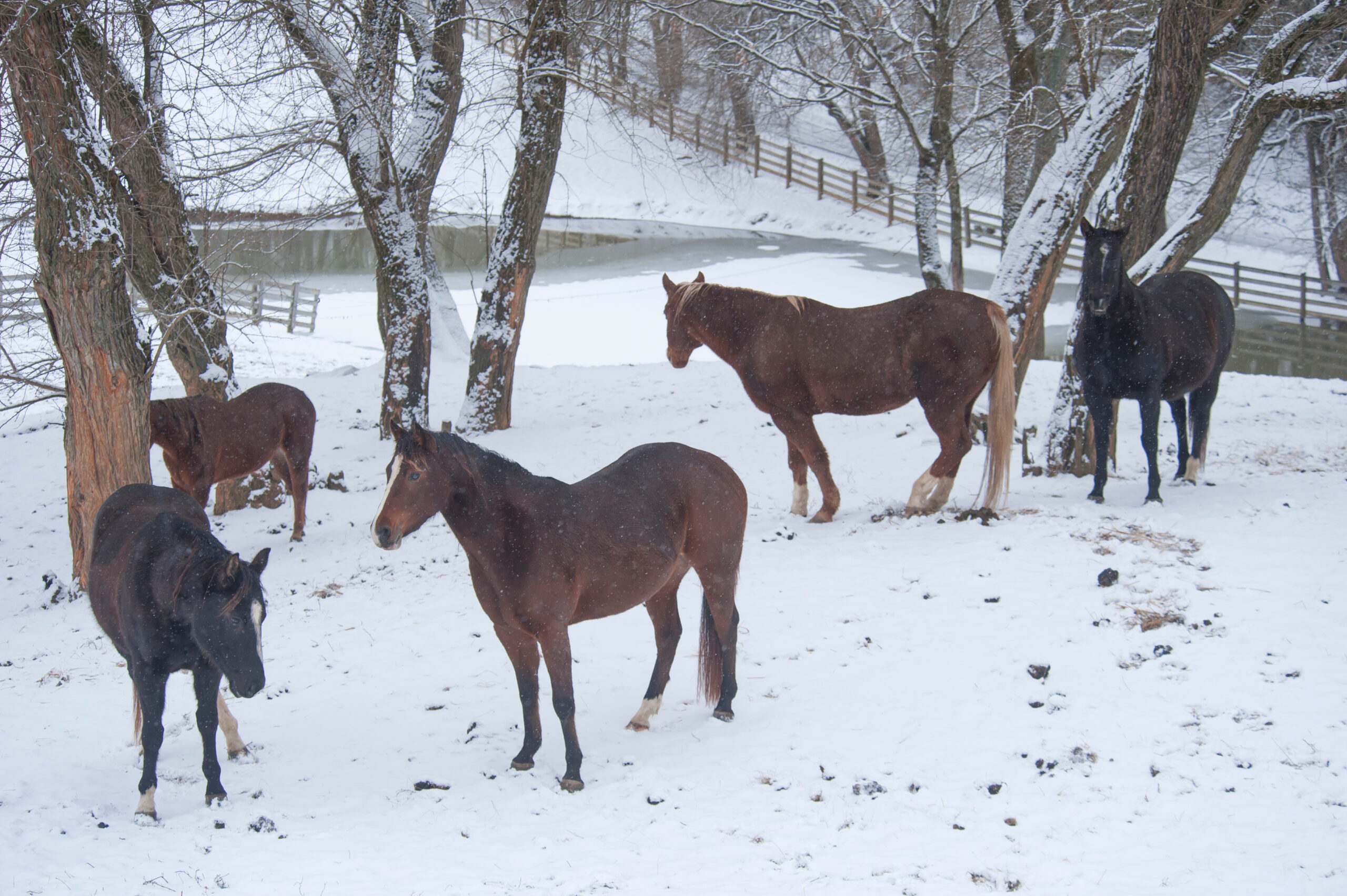 Quarter horses in snowy pasture