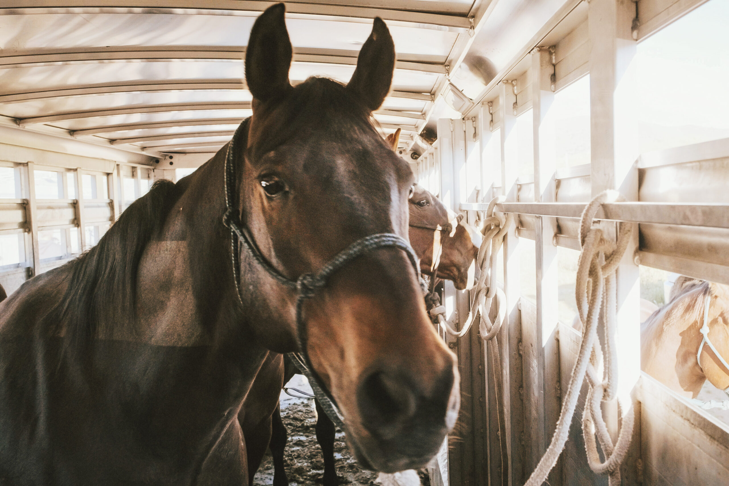 Horses in Trailer