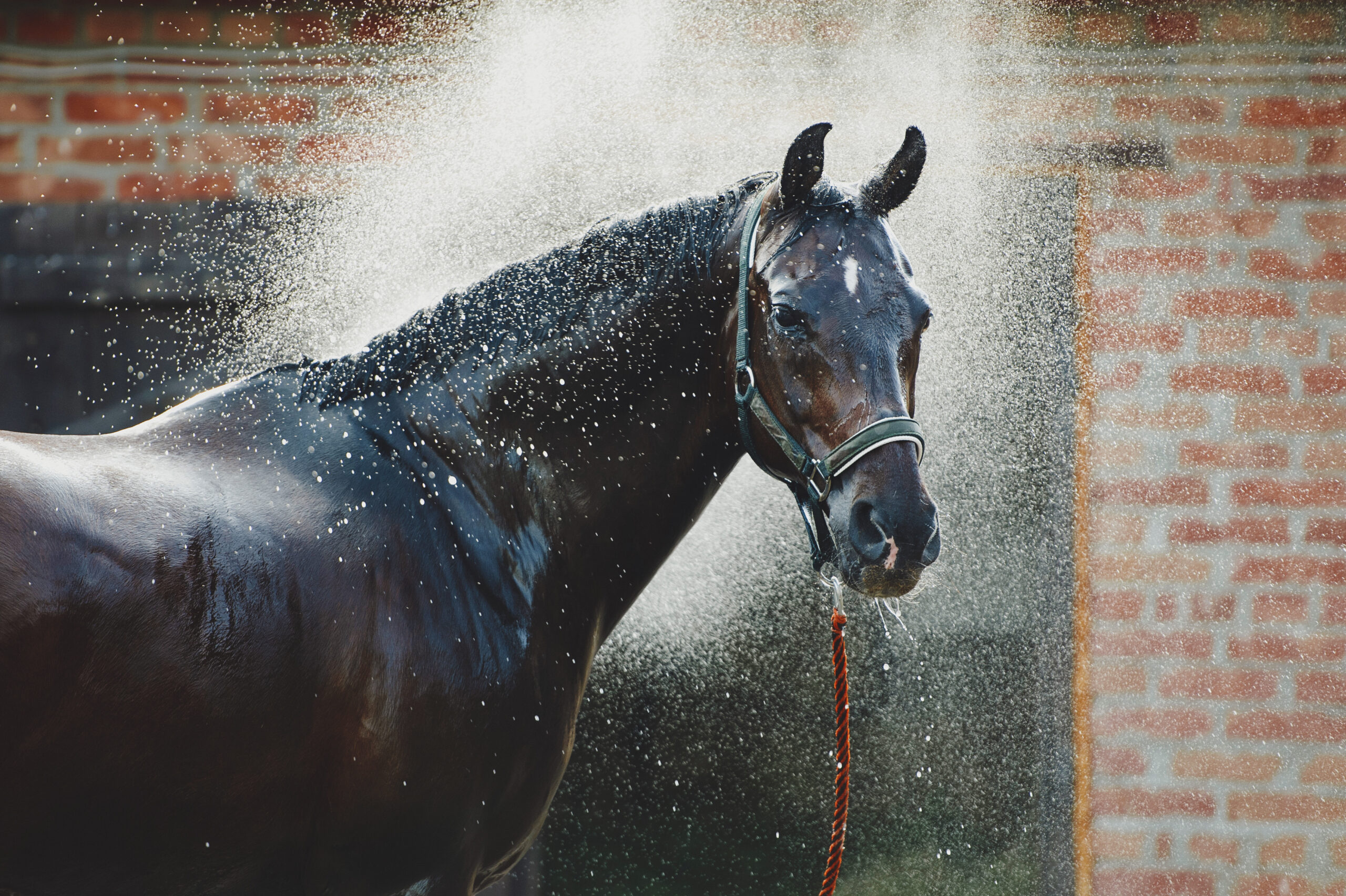 Horse portrait in spray of water