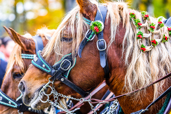 Closeup of bridled chestnut horse with flaxen mane decorated in red and green finery