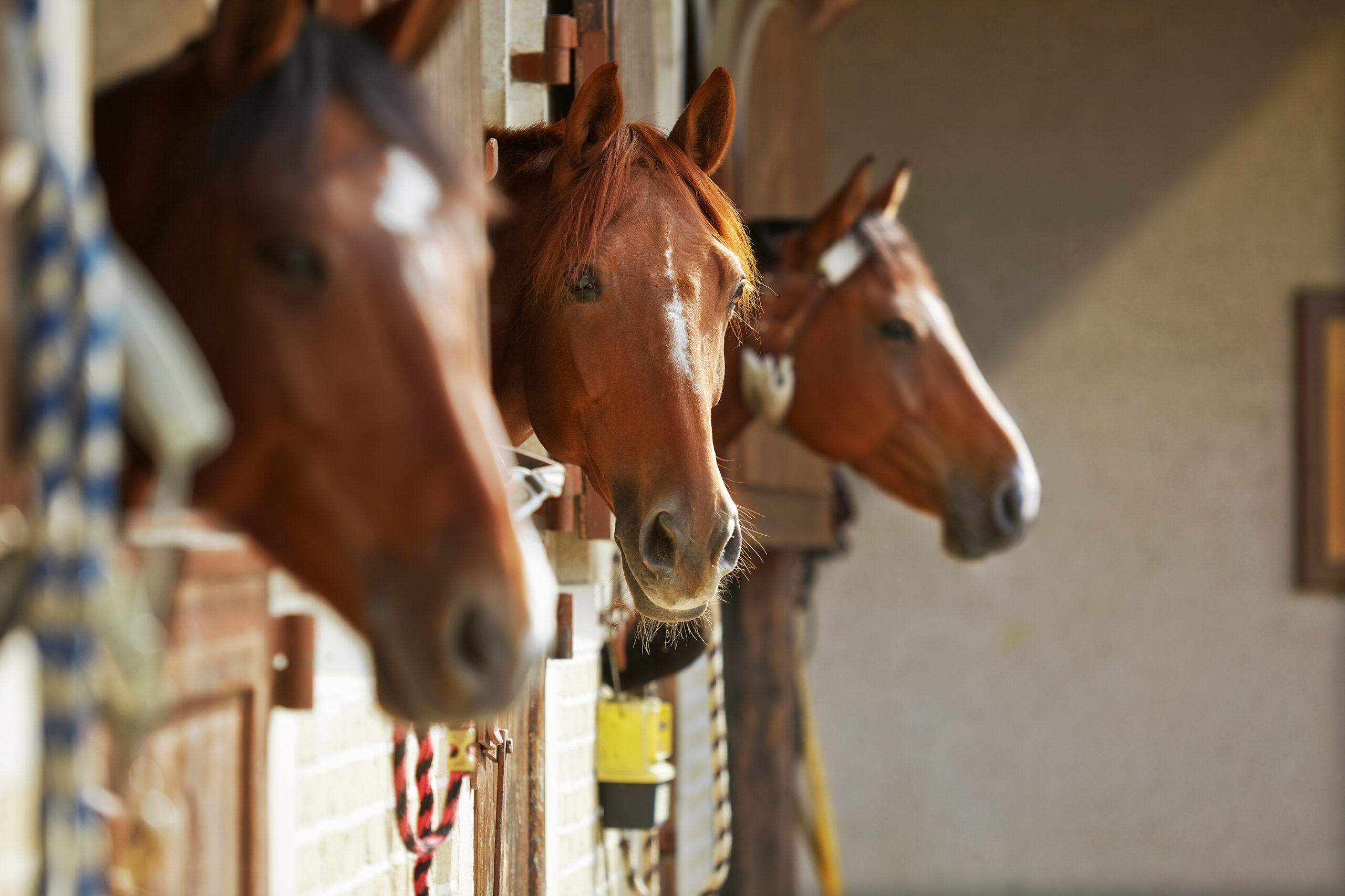 Three brown horses in the stable, One of them looks straight in camera
