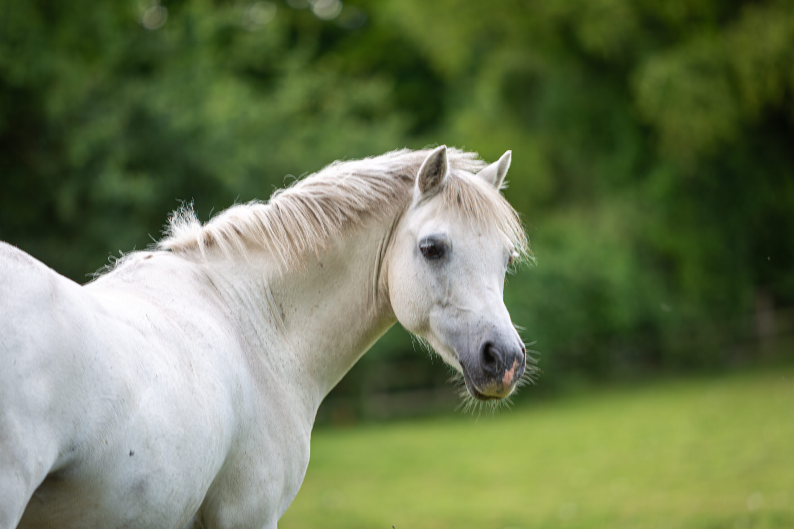 Close up of a white pony, Image shows a young white or grey horse mare in her field on a cloudy wet summers day on a small farm in Surrey
