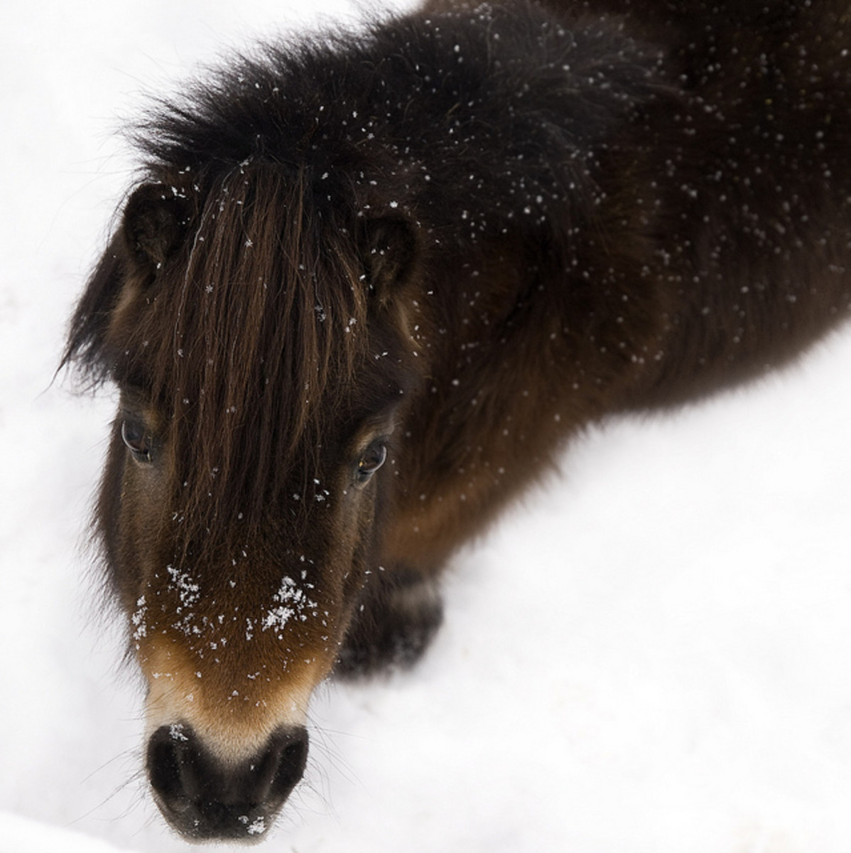 Shot of fuzzy bay pony's face taken from above with a snowy background
