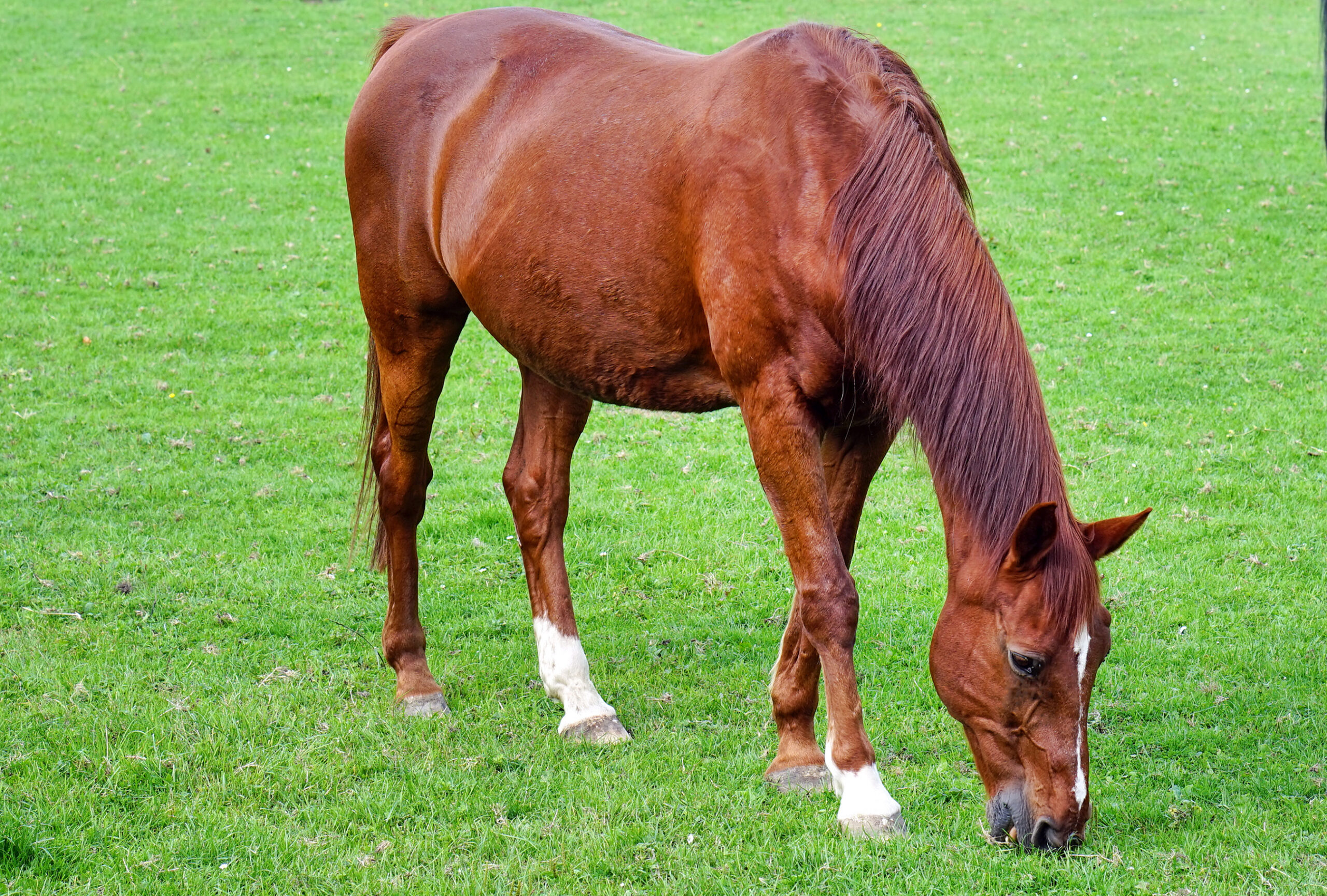 A horses is grazing in a green field