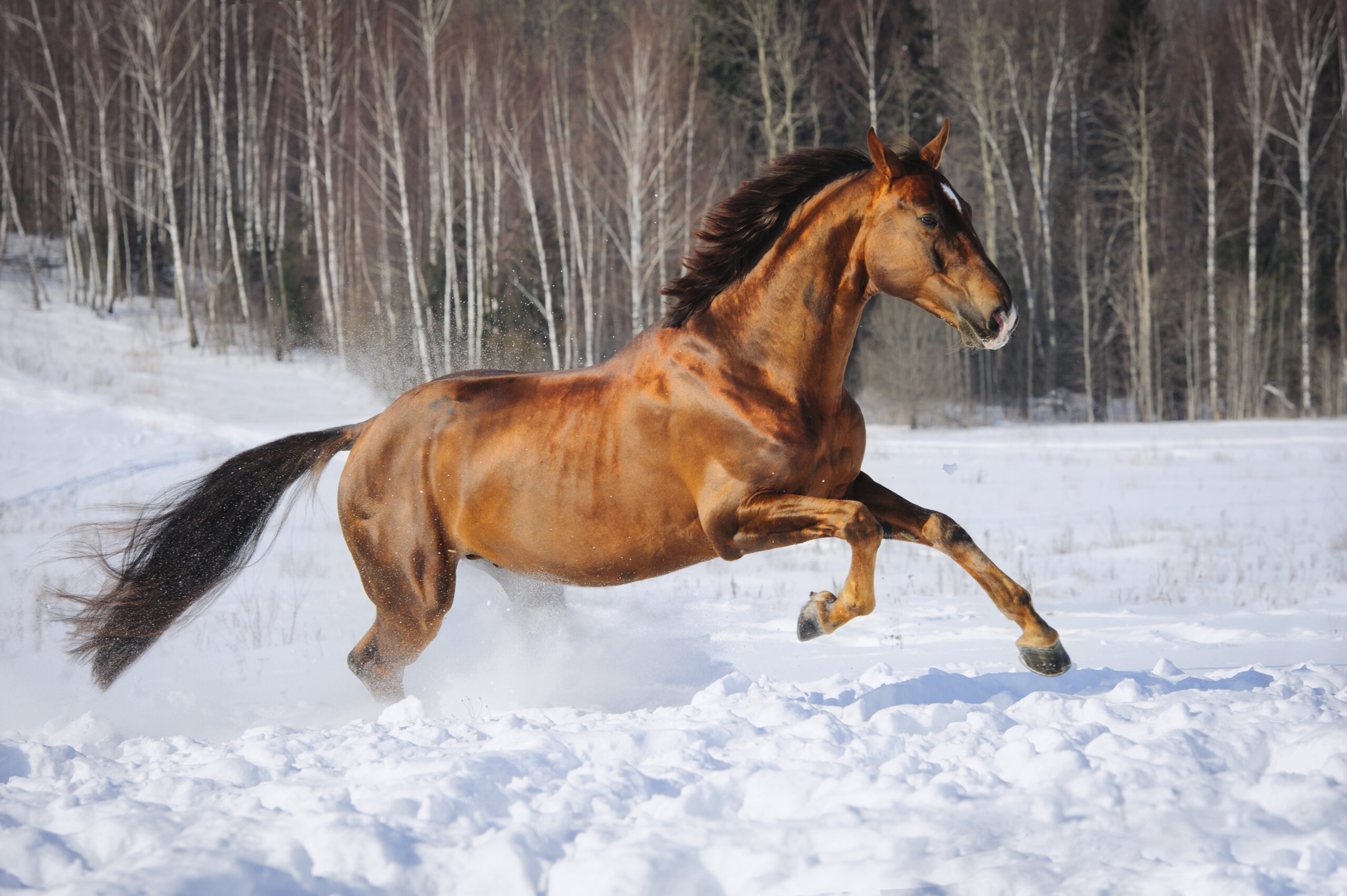 Golden red horse runs gallop in winter time