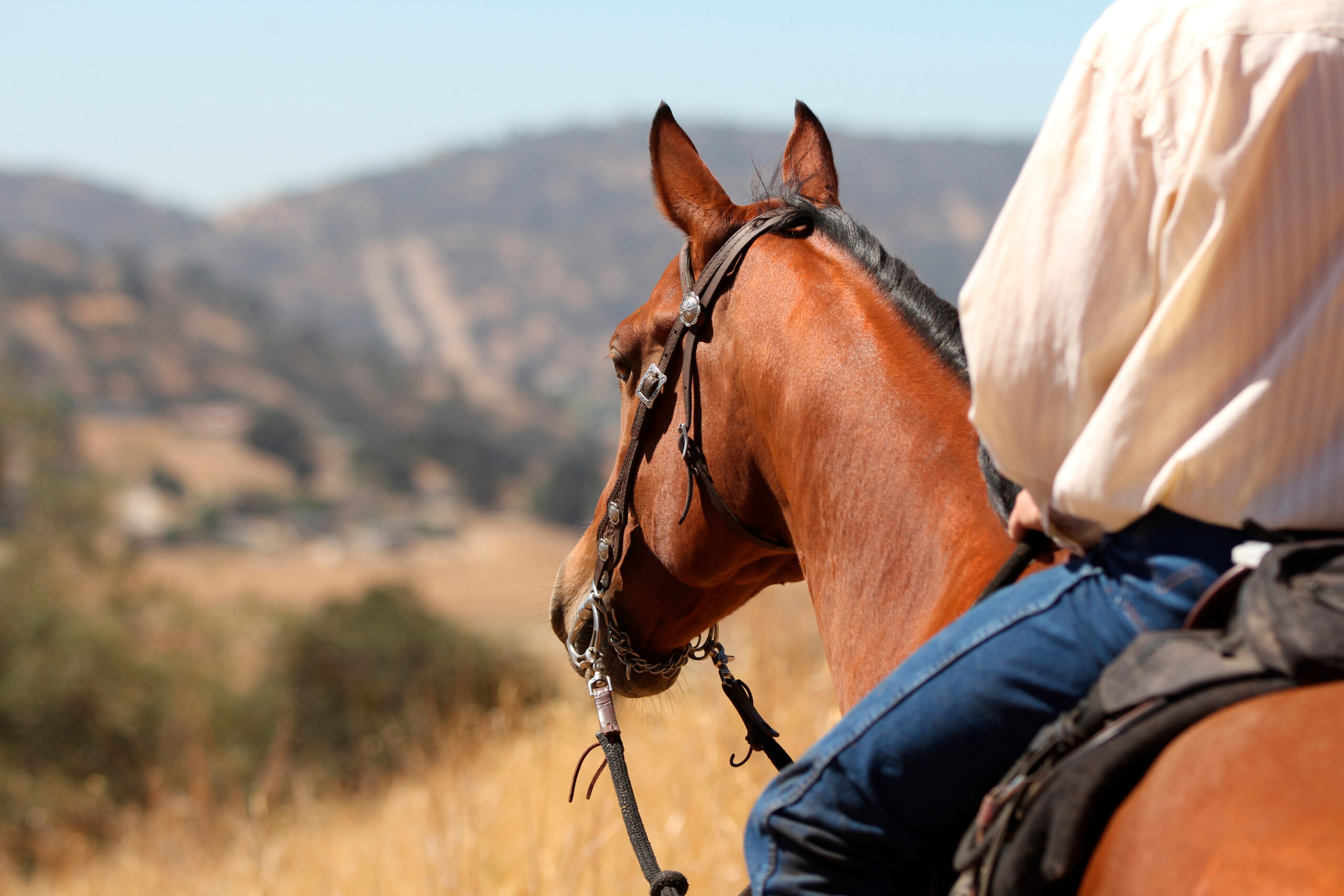 A profile view of a cowboy and his horse