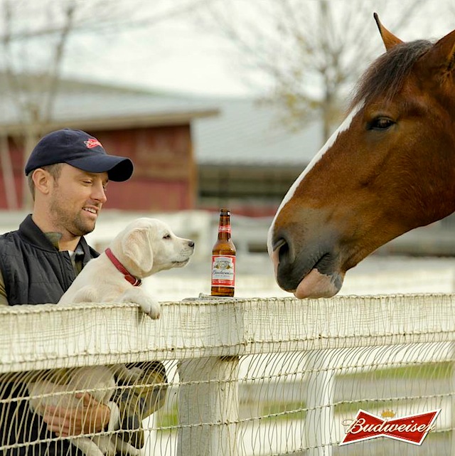 Man holding puppy up to fence to see Clydesdale horse