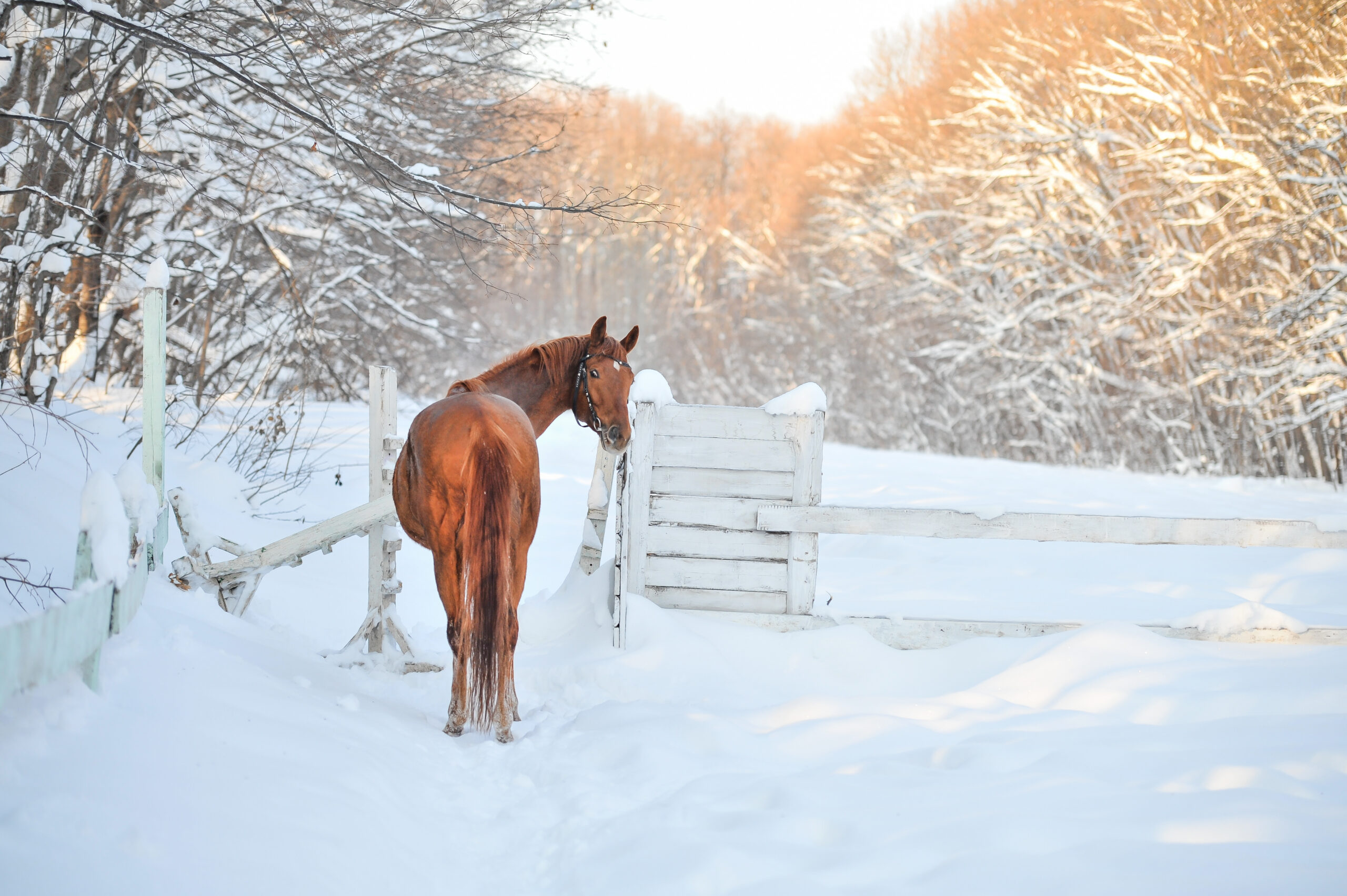 horse in winter
