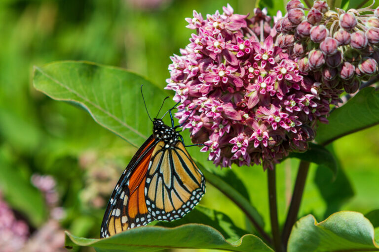 Monarch butterfly on a milkweed flower