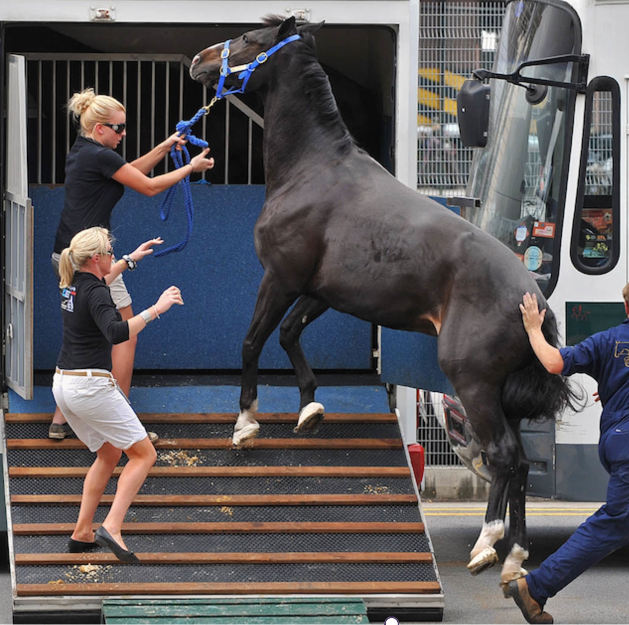 Two blonde woman attempt to lead a fractious horse up a ramp and onto a horse van
