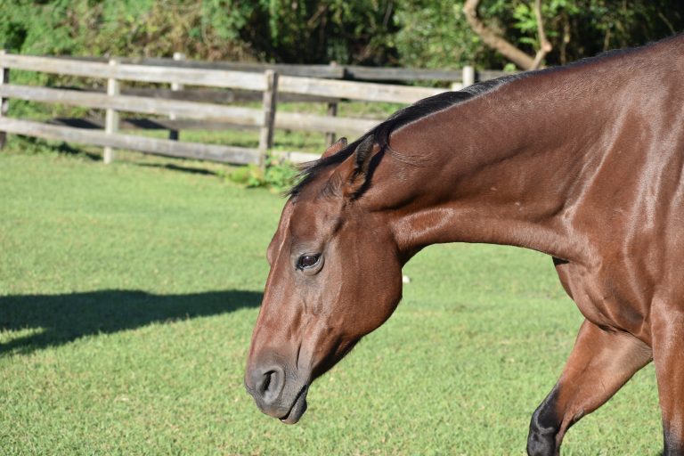 A bay horse looking angry with ears pinned back