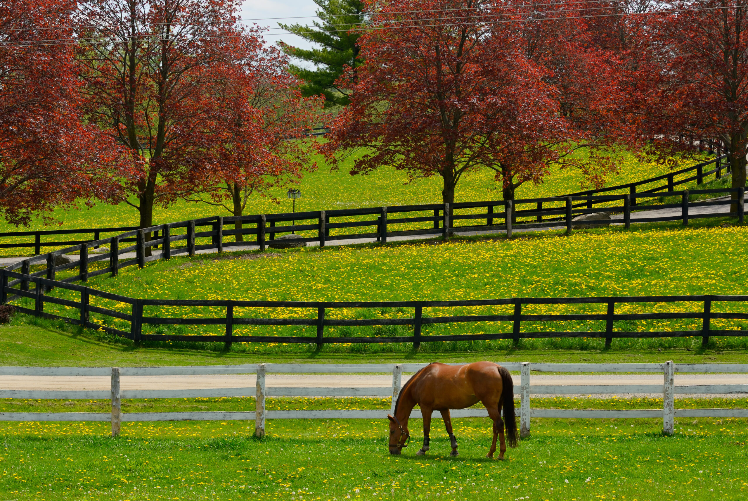 Horse grazing in paddock with grass and dandelion flowers and red maple trees in Spring