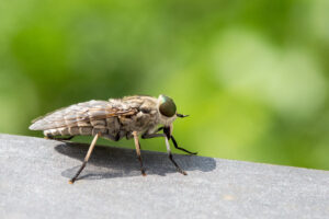 Enlarged Image of a fly