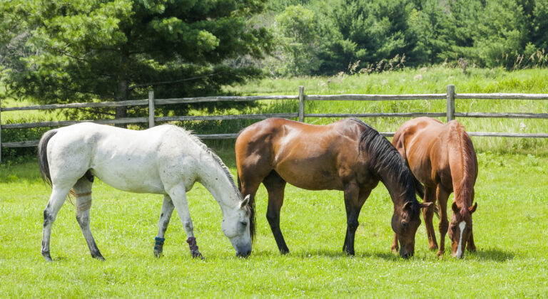 Three horses, a gray, a bay, and a chestnut grazing in a pasture with a split-rail fence and trees in the background on a sunny day