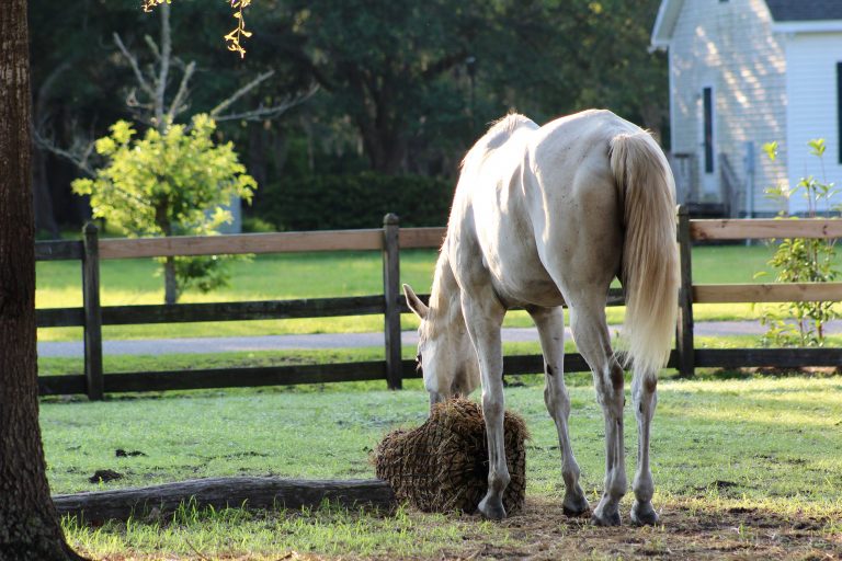 A thin horse eating hay in a field