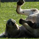 Caring for the Cast Horse promo image