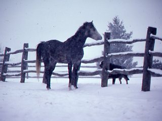 Is Your Horse Hairy Enough for Winter? promo image
