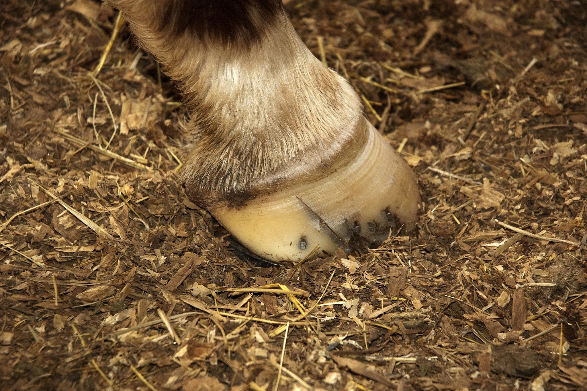 Final Call: A Sad End for a Horse with Laminitis