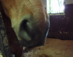 EQUUS Consultants: Heaves & Nosebleeds promo image