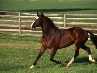 Sand Colic promo image