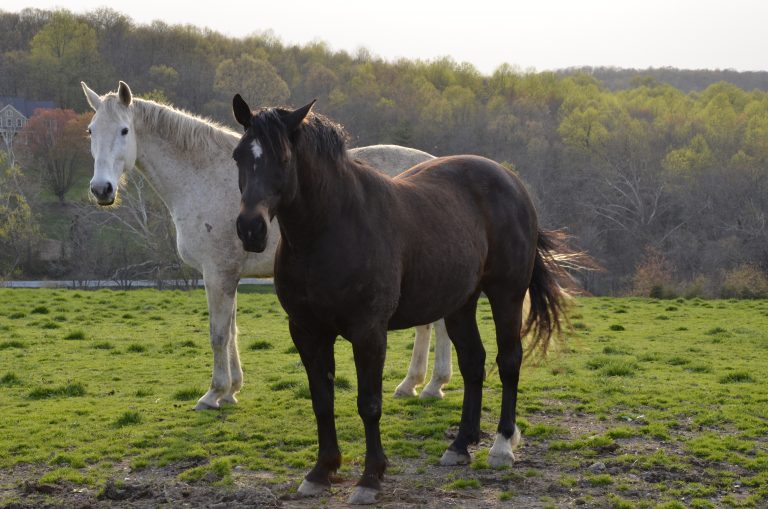 The Companion Horse promo image