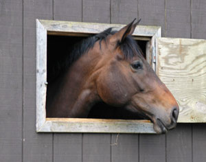 Chat Transcript - Dr