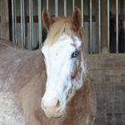 Holistic Therapy for Founder in Horses promo image