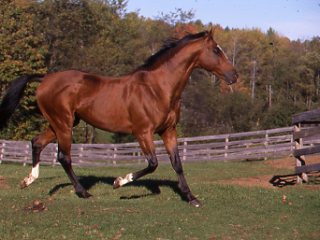 The Spinal Tap Procedure promo image