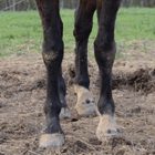 Equine Conformation Part 2 promo image