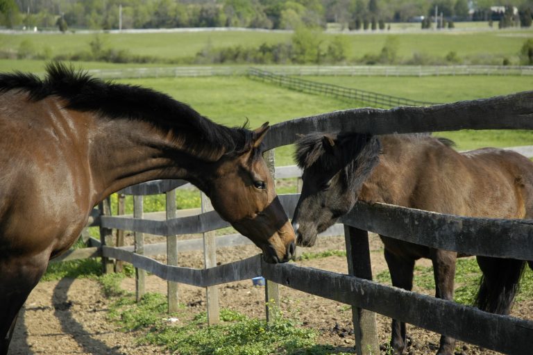 Equine Neurological Disorder Links promo image