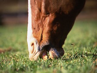 Anhidrosis Update promo image