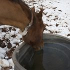 Reduce the risk of winter colic promo image