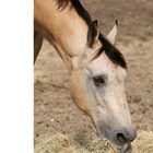 Strangles: A Case of Swollen Glands promo image