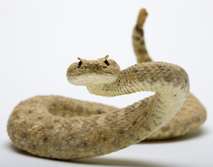 What Not to Do if a Snake Bites Your Horse promo image