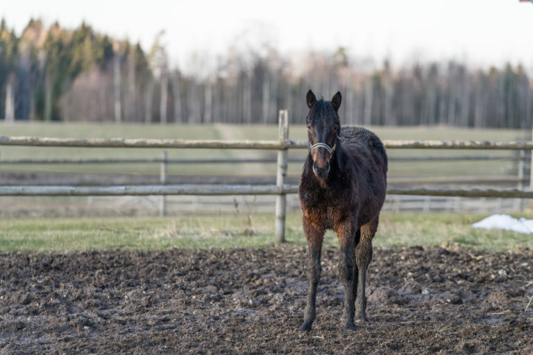 A horse standing in a muddy field