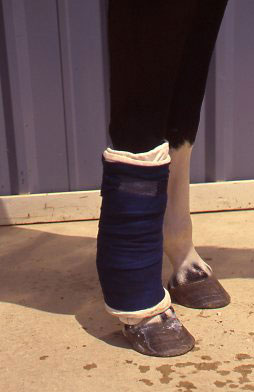 Horse Wounds: To Bandage or Not to Bandage? promo image
