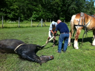 Rescued: Pulling a Horse Stuck in a Mud Puddle to Safety promo image