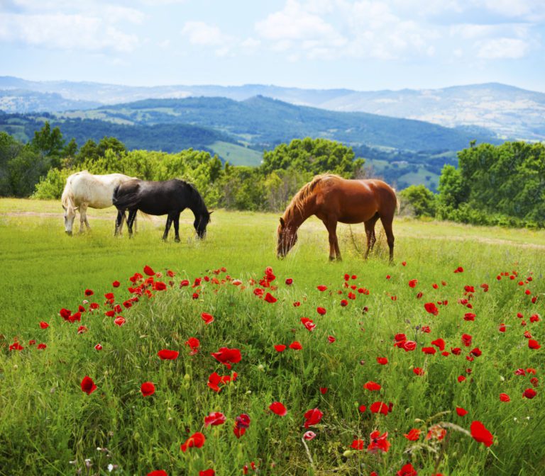 8 Summer Health Concerns promo image