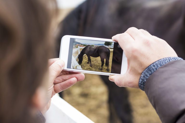 taking picture of a horse