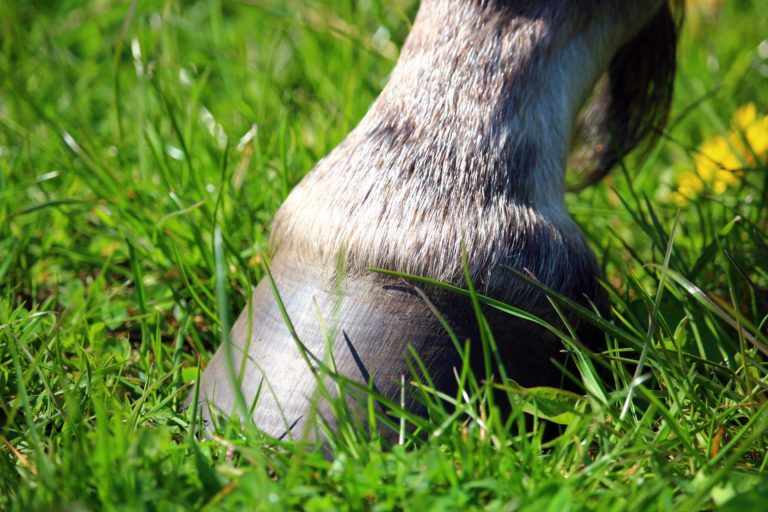 horse-spring-grass