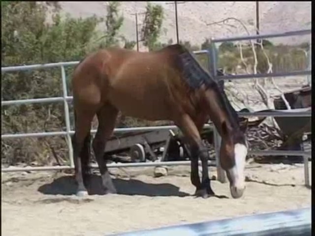 Equine Sleep Disorder Videos promo image